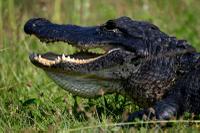 Aligator in the Everglades